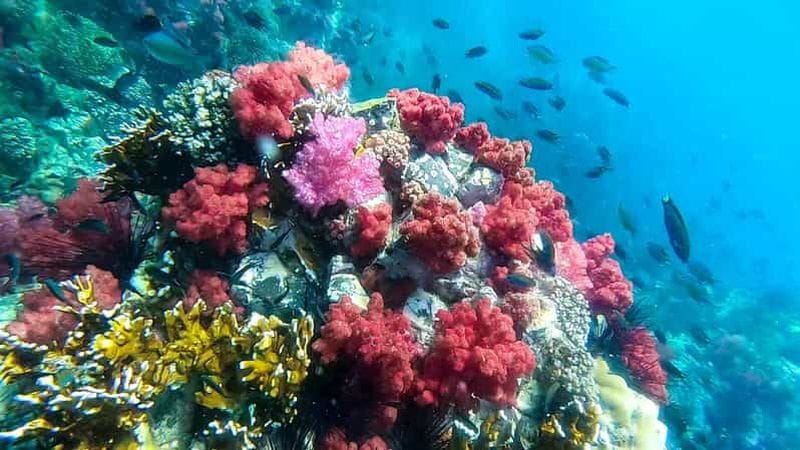 Billet Koh Lipe : Programme de plongée avec tuba en bateau à longue queue A