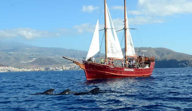 Billet Ténérife : croisière d'observation de baleines et baignade depuis Los Cristianos