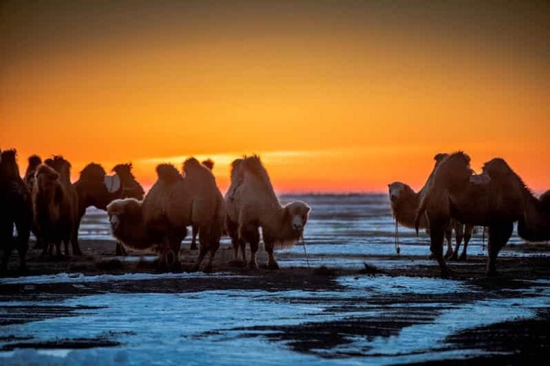 Billet Oulan-Bator : Circuit hivernal de 4 jours dans le centre de la Mongolie