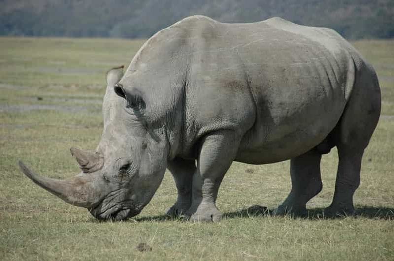 Billet Depuis Victoria Falls : Safari et promenade à la rencontre des rhinocéros (Zambie)