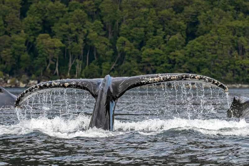 Billet Punta Arenas : journée baleines et glaciers