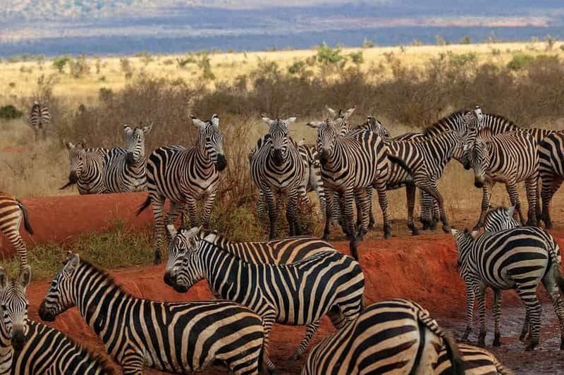 Billet Safari de nuit dans le Tsavo Est depuis Mombasa/Diani (privé)