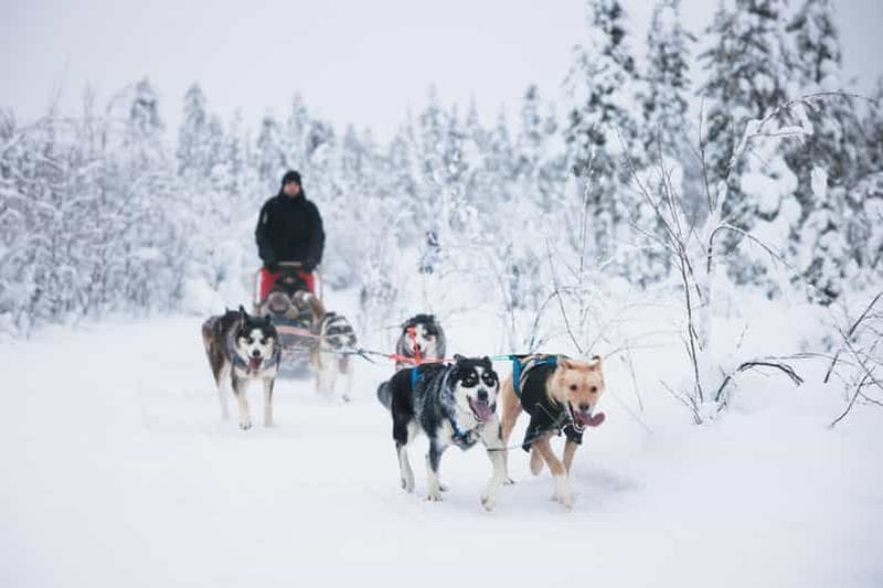 Billet Rovaniemi : excursion en traîneau à chiens sans conducteur, 7 kilomètres
