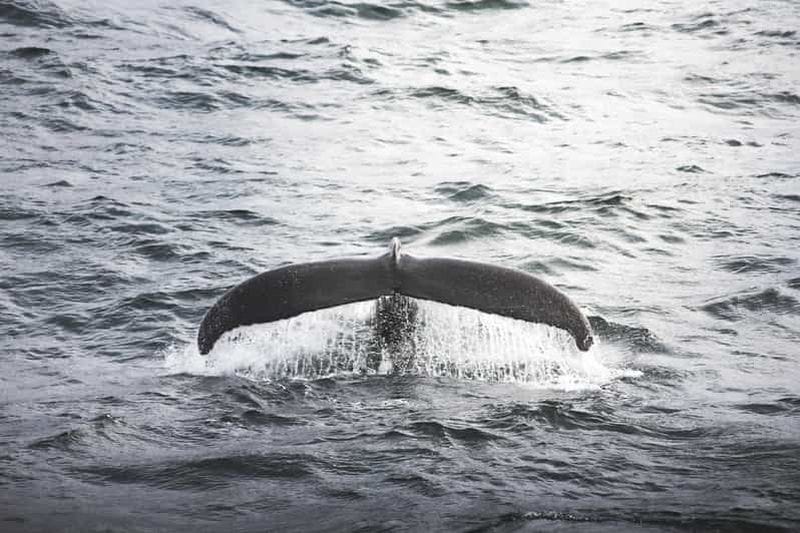 Billet Akureyri : observation de baleines depuis le port de croisière (prise en charge incluse)
