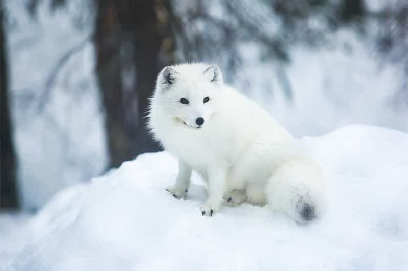 Billet Rovaniemi : promenades en traîneau avec des animaux arctiques et parc zoologique