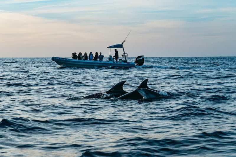 Billet Alcúdia : observation de dauphins, garantie absolue, semi-privée