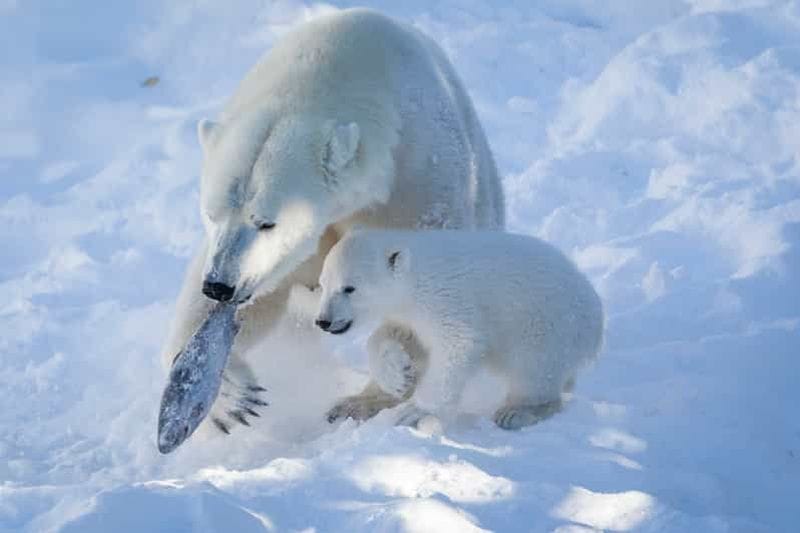 Billet Depuis Rovaniemi : visite guidée du parc zoologique de Ranua, avec déjeuner