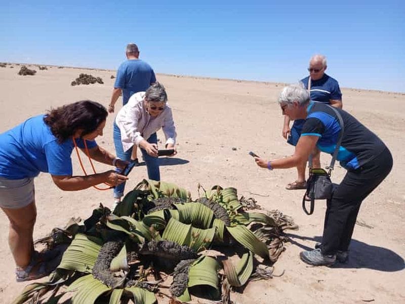 Billet De Walvis Bay à Swakopmund : trésors côtiers et magie du désert