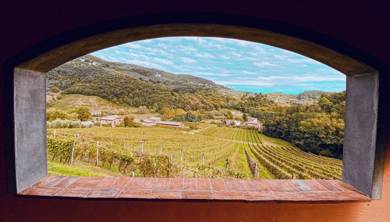 Billet Lucques : visite guidée des vignobles avec dégustation de vin