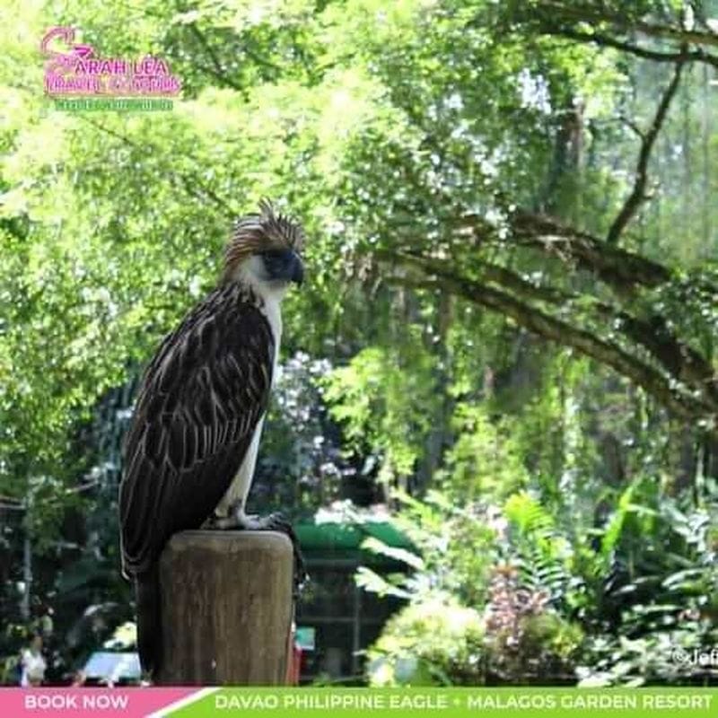 Billet Visite du Philippine Eagle et du Malagos Garden Resort
