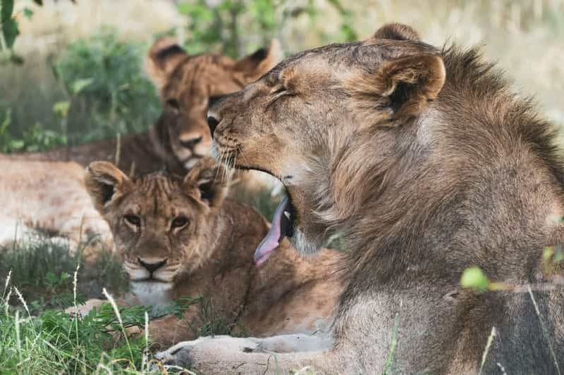 Billet Safari de 3 jours au parc national d'Etosha avec hébergement ou camping