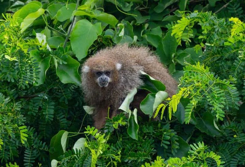Billet Santa Cruz : excursion à la découverte des paresseux et de la faune urbaine