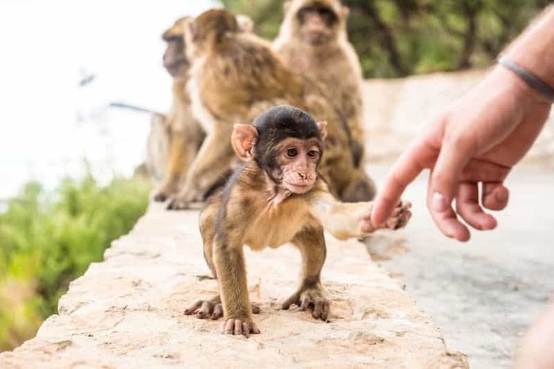 Billet Depuis Séville : excursion d'une journée à Gibraltar