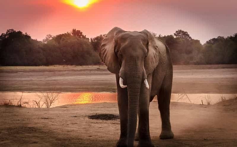 Billet Safari en Tanzanie : Explorez les étendues sauvages du Tarangire et du lac Manyara