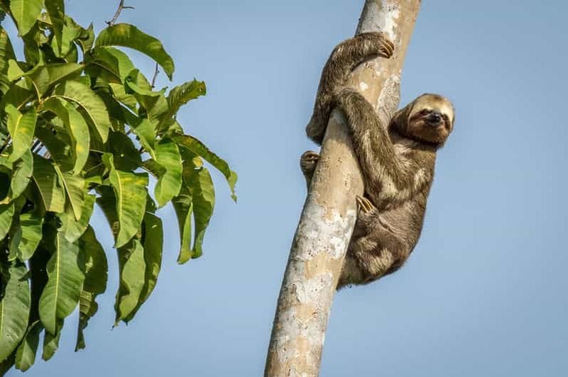 Billet Manaus : Excursion multijours en Amazonie au Tapiri Floating Lodge