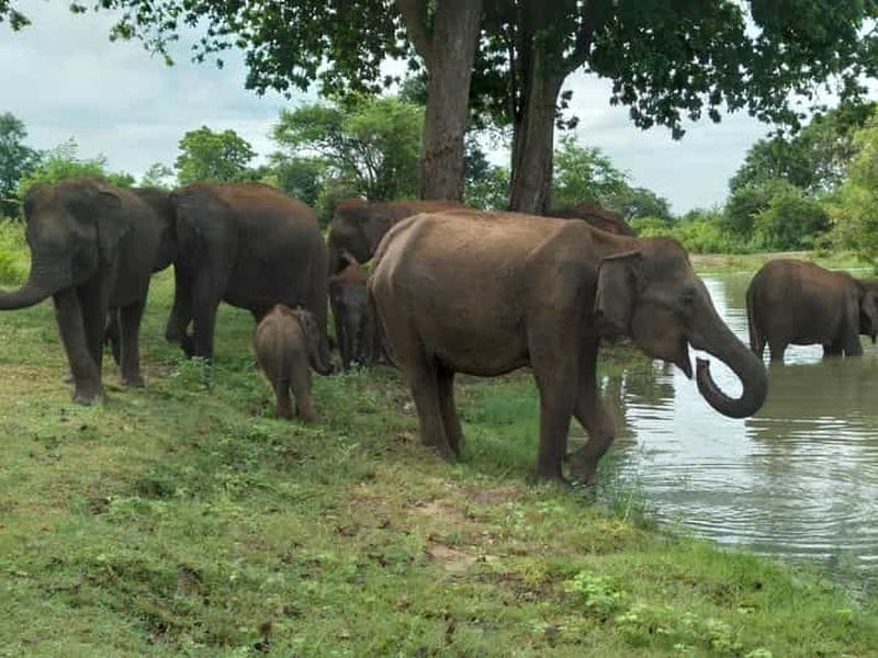 Billet Excursion safari au parc national d'Uda Walawe