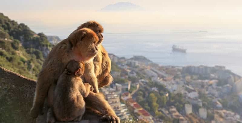 Billet Depuis Malaga : Gibraltar + Mijas avec assistance complète