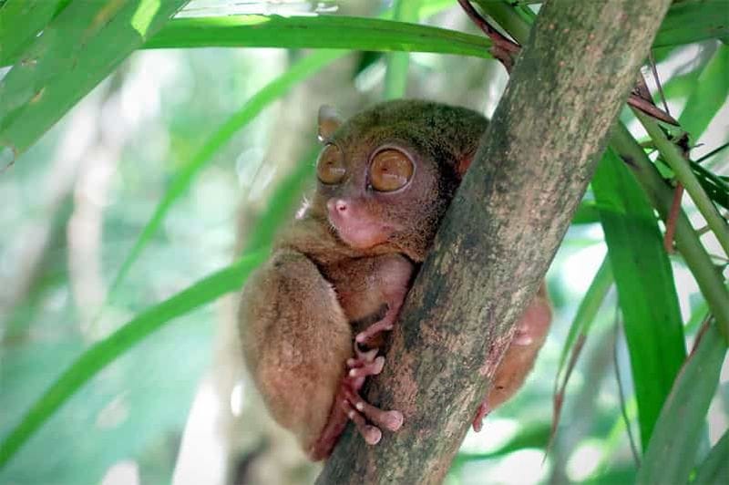 Billet Visite privative de Bohol : collines de chocolat et tarsiers