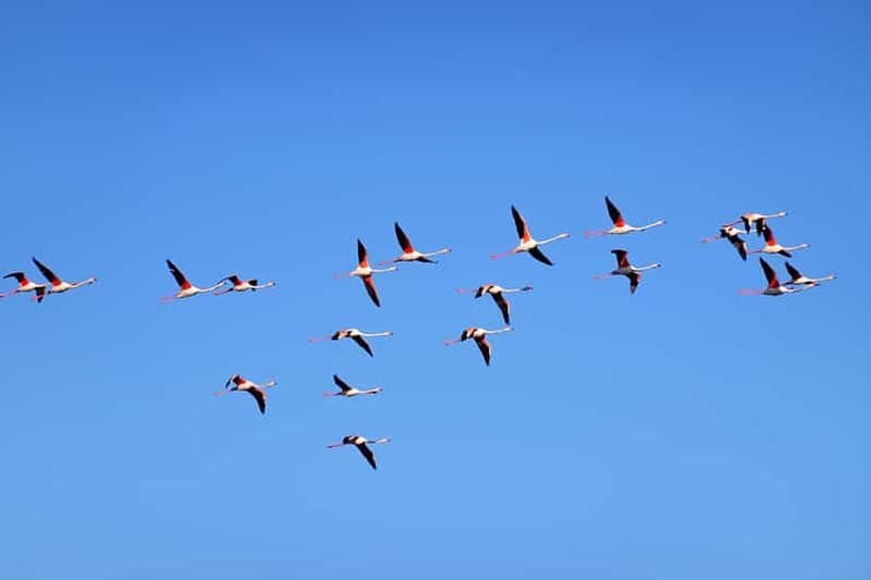 Billet Parc régional du delta du Pô : observation des oiseaux dans les Valli di Comacchio