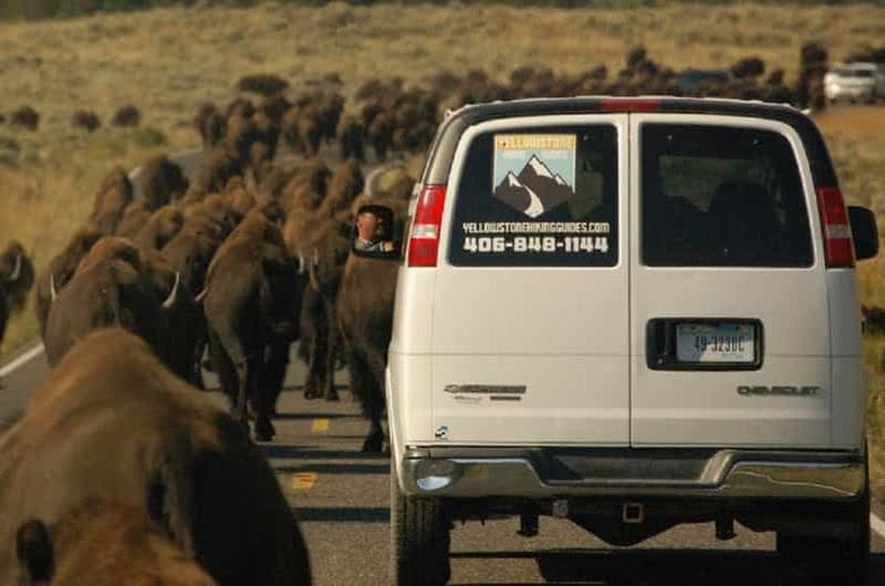 Billet De West Yellowstone: visite de la faune de la vallée de Lamar en van