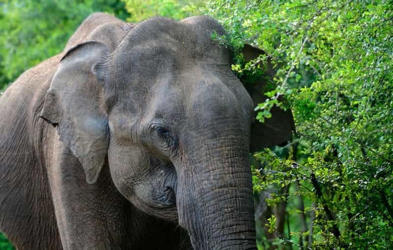 Billet Parc national d'Uda Walawe au départ d'Ahungalla, Bentota ou Beruwela