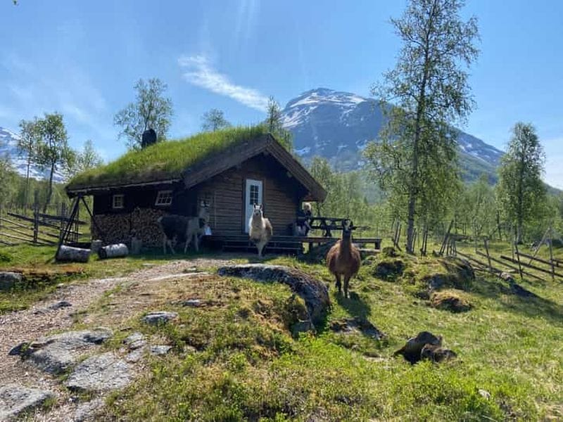 Billet Tromsø : Séjour d'une nuit au HuskyLodge avec traîneau à chiens à Bardu
