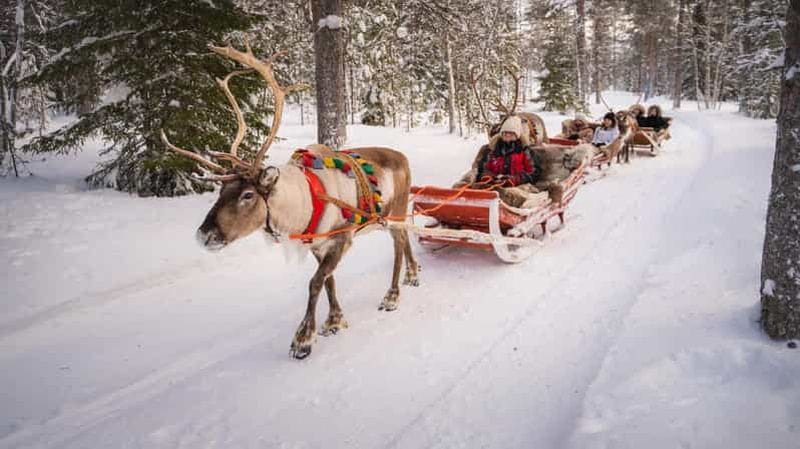 Billet Rovaniemi : safari hivernal avec des rennes au village du Père Noël