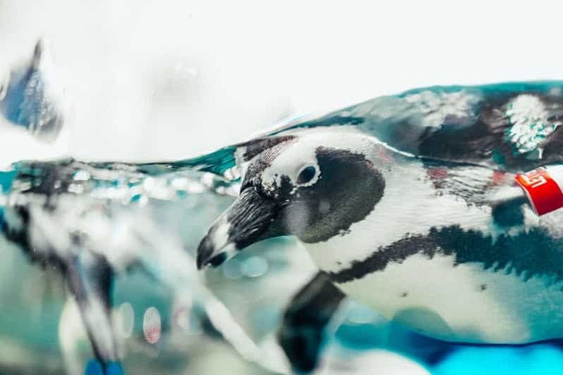 Billet Gatlinburg : Ripley's Aquarium of the Smokies et billet combiné