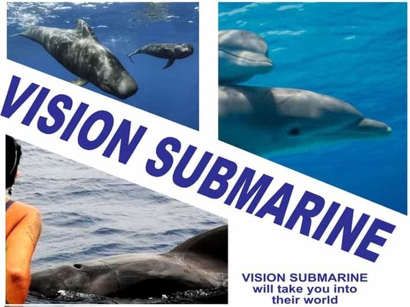 Billet Ténérife : leaders de l’observation respectueuse des baleines et des dauphins, sans poursuite