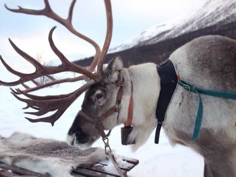 Billet Rovaniemi : visite d'une ferme de rennes authentique et courte promenade en traîneau
