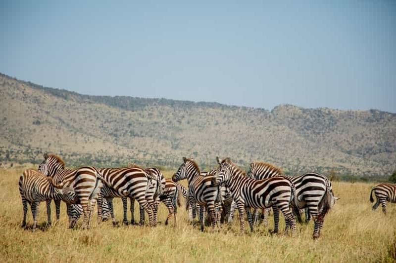 Billet Arusha : Excursion au cratère du Ngorongoro – Safari à la découverte des « Big Five »