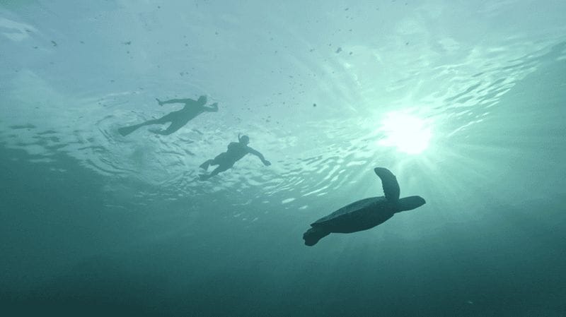 Billet Rarotonga : excursion privée de 2 heures en snorkeling avec les tortues