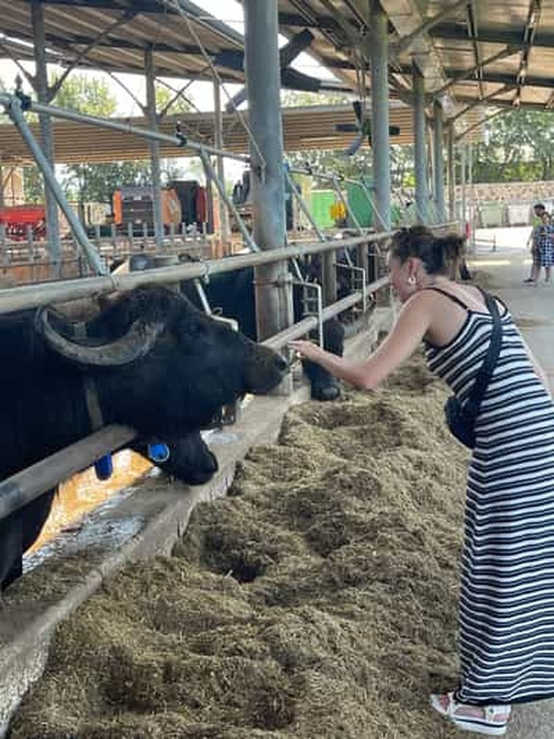 Billet L'expérience de la mozzarella : Visite + déjeuner dans la laiterie de Paestum
