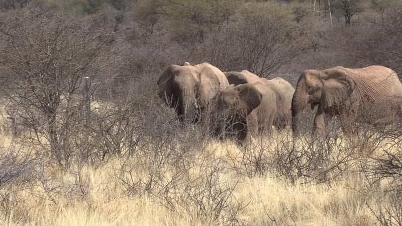 Billet Windhoek : expérience de safari avec pistage d'animaux sauvages et prise en charge à l'hôtel