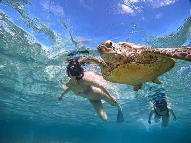 Billet Limassol : sortie de snorkeling et observation des tortues