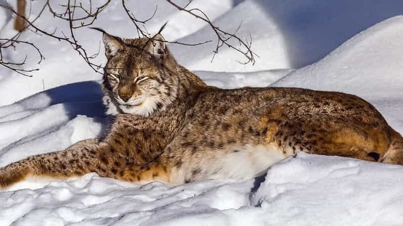 Billet Rovaniemi : visite guidée du parc zoologique de Ranua avec photos professionnelles
