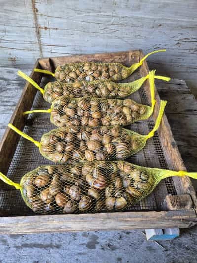 Billet Vilvorde : visite d'un élevage d'escargots avec balade dans la nature en option