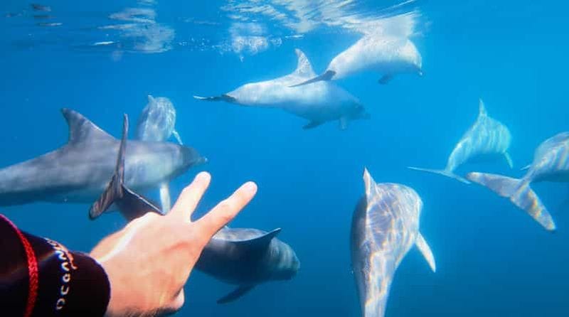 Billet Adélaïde : 4 heures de nage avec les dauphins