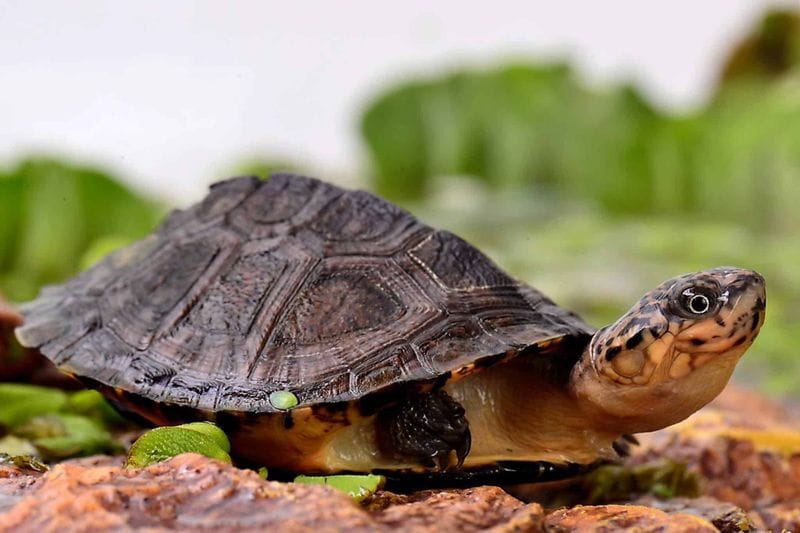 Pila-Canale - Attraction la plus populaire