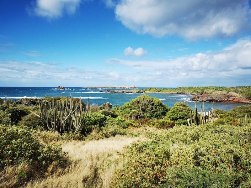 Savane des Pétrifications