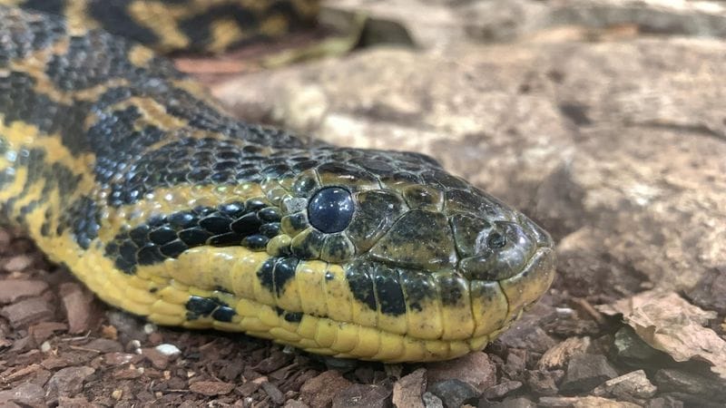 Royan - Attraction la plus populaire