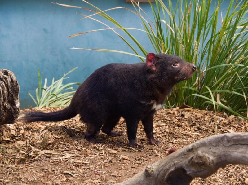 Hobart - Attraction la plus populaire