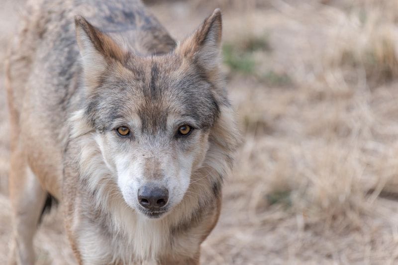 Lozère - Attraction la plus populaire