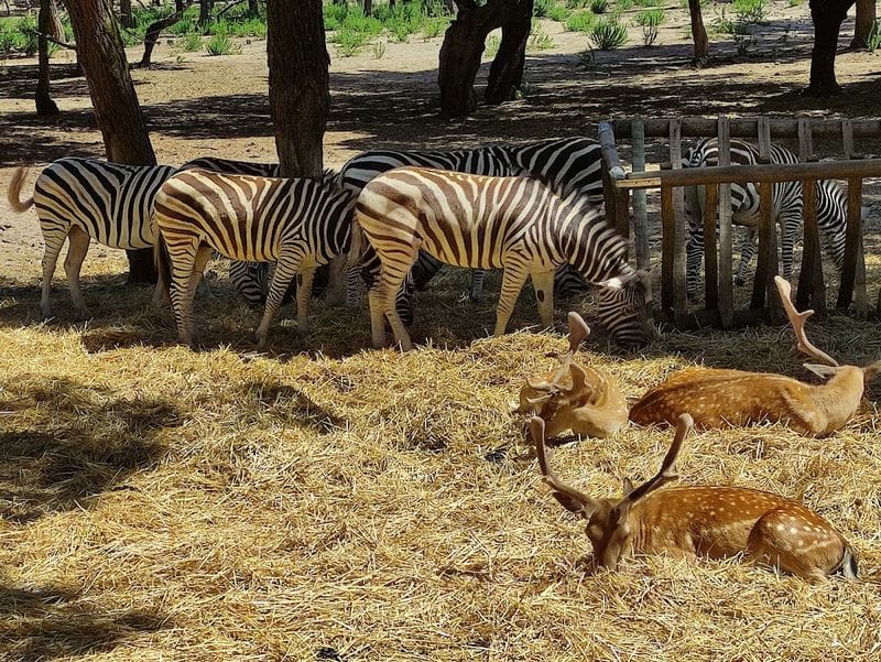 Badoca Safari Park