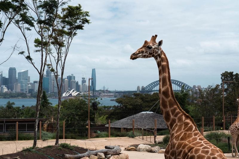 Zoo de Taronga