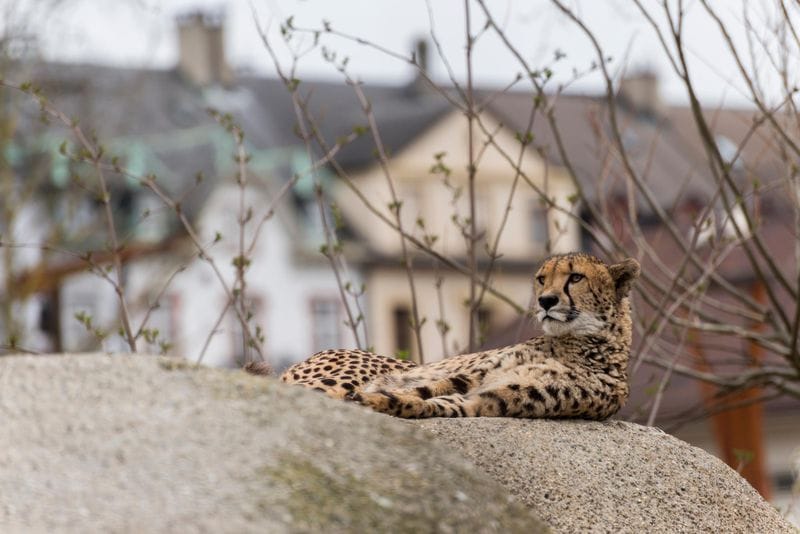 Bâle - Attraction la plus populaire