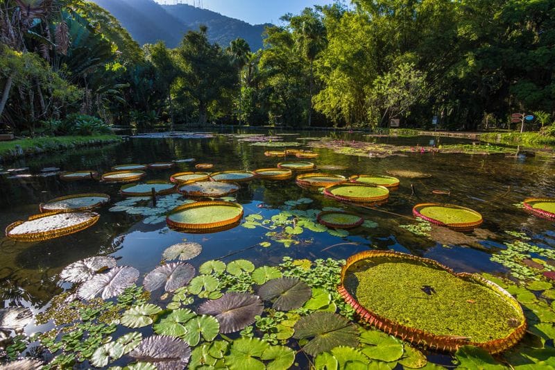 Jardin botanique de Rio de Janeiro