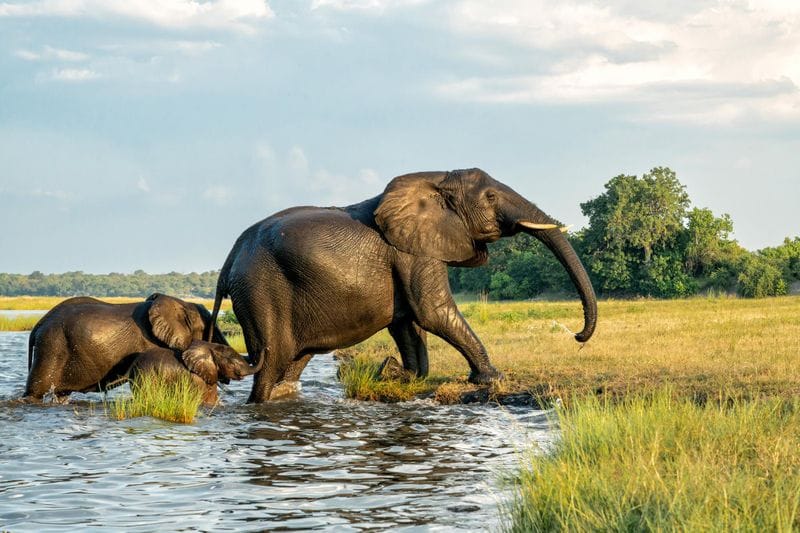 Parc national de Chobe