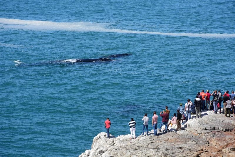 Hermanus - Attraction la plus populaire