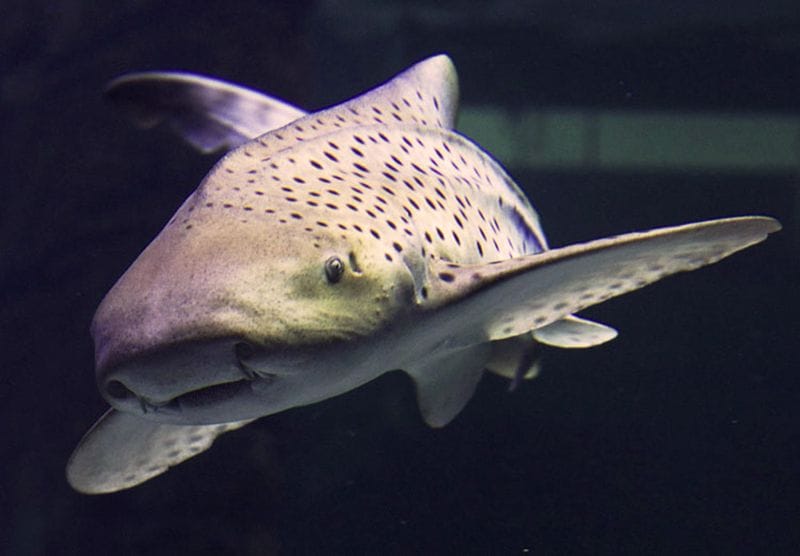 Le Grau-du-Roi - Attraction la plus populaire